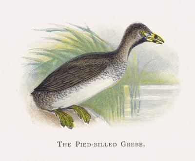 Le Grèbe à Bec Bigarré - Alexander Francis Lydon